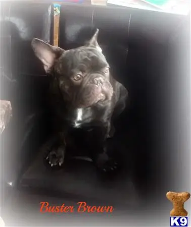 French Bulldog stud dog