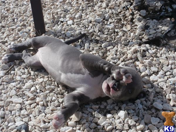 american pit bull puppy posted by bsmith91016