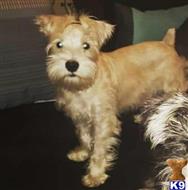 Biscuit available Miniature Schnauzer puppy located in WINSTON SALEM
