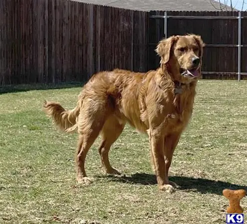 Golden Retriever stud dog