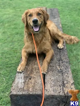 Golden Retriever stud dog