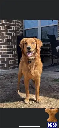 Golden Retriever stud dog