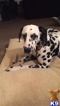 Dalmatian stud dog