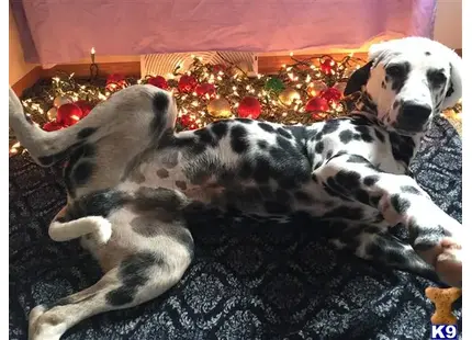 Dalmatian