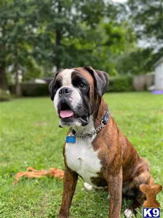 Boxer stud dog