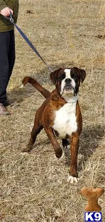 Boxer stud dog