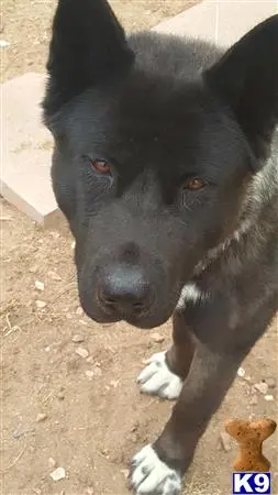 Akita stud dog