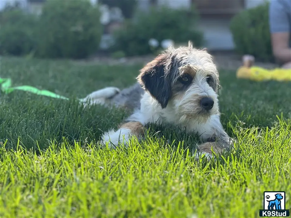 Bernedoodle