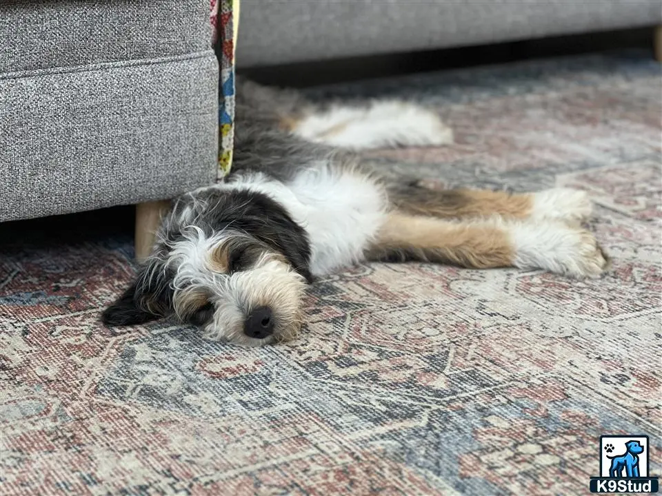 Bernedoodle stud dog