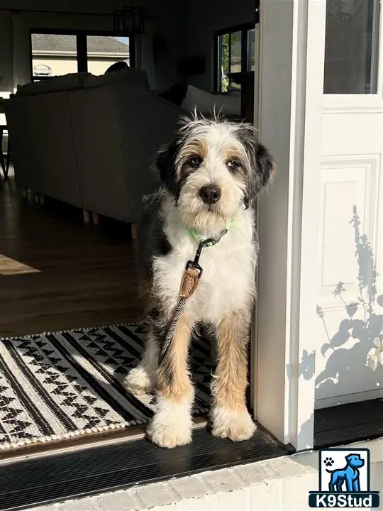 Bernedoodle stud dog