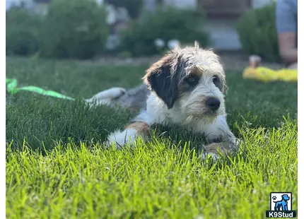 Bernedoodle