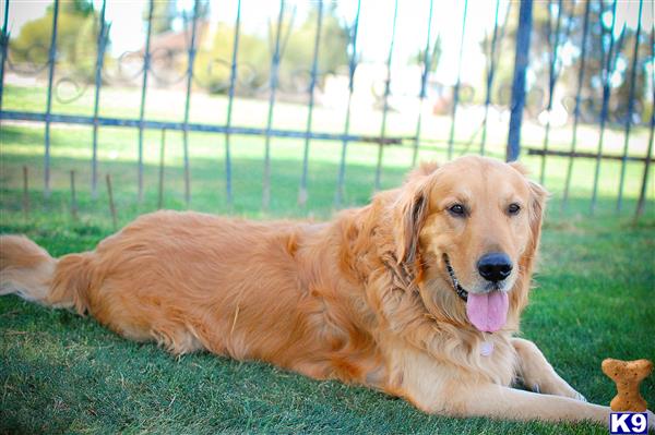a golden retriever dog lying on grass