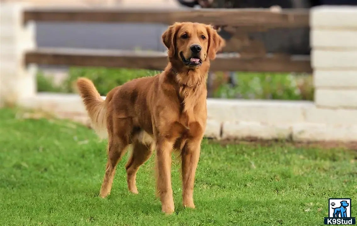 Golden Retriever stud dog