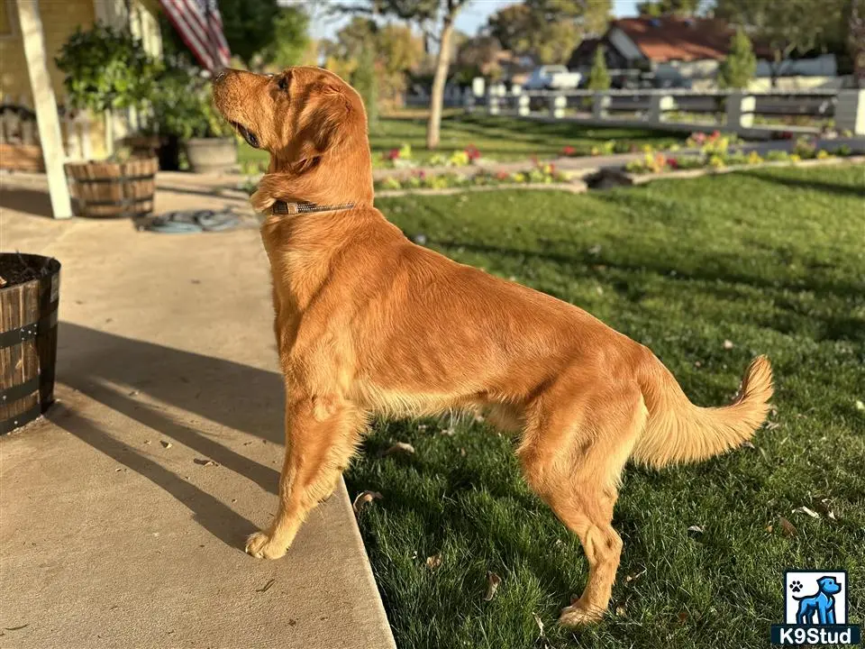 Golden Retriever stud dog