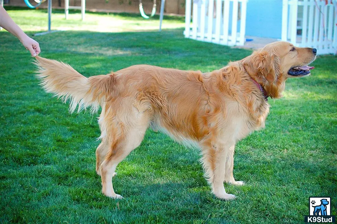 Golden Retriever stud dog