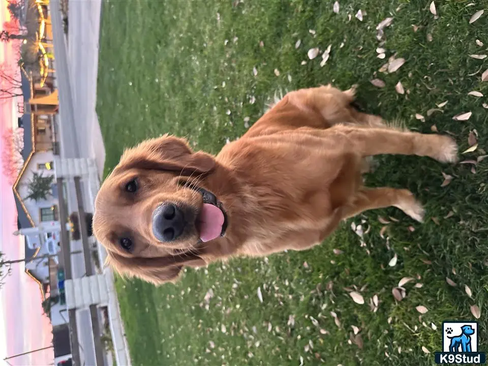 Golden Retriever stud dog