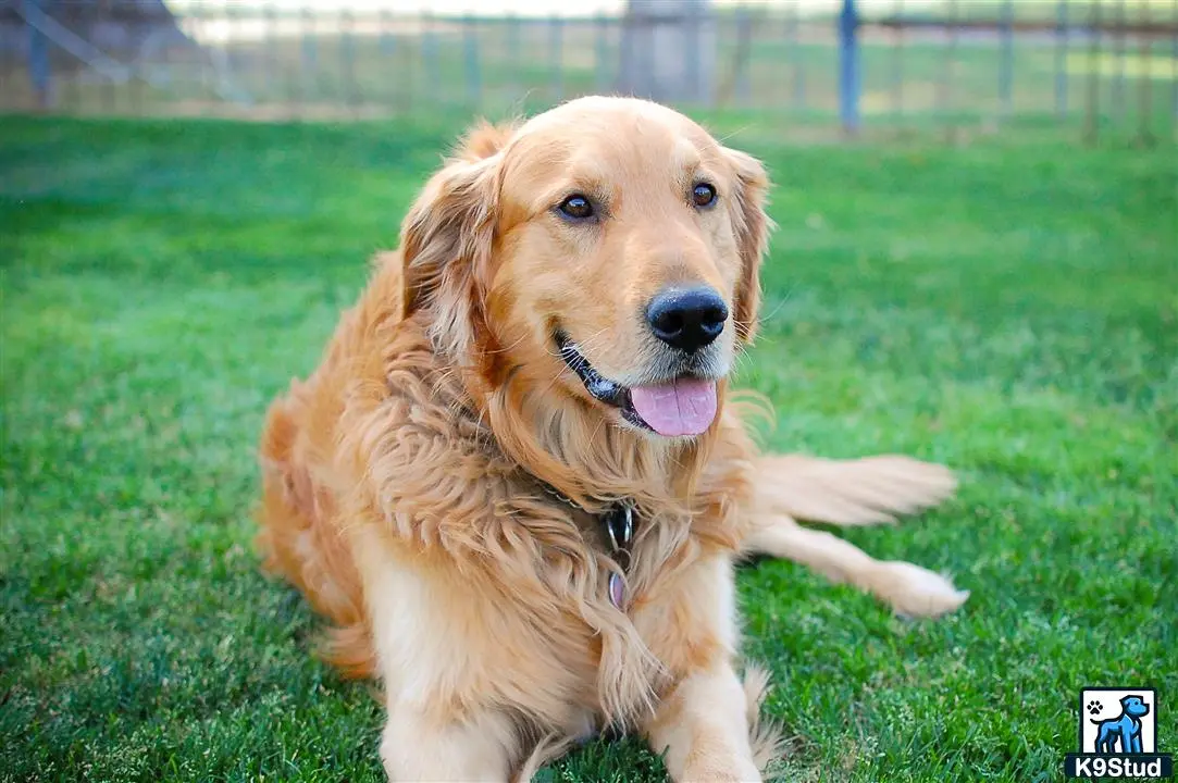 Golden Retriever stud dog