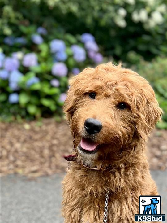 a goldendoodles dog with its tongue out
