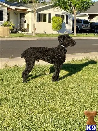 Poodle stud dog