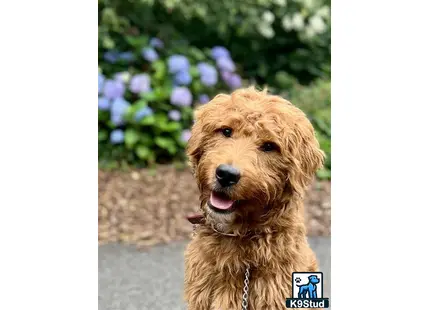 Goldendoodles puppy for sale