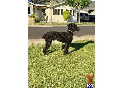 a poodle dog standing in the grass