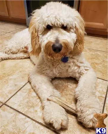 Goldendoodles stud dog