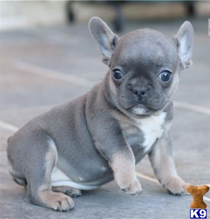 French Bulldog Puppy for Sale: Aspen