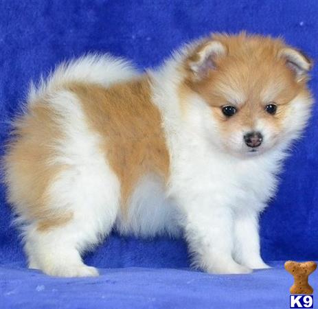 Pomeranian Puppy for Sale: Poppy Pom 22 Months old