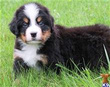 bernese mountain dog puppy posted by btulabut811