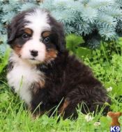 bernese mountain dog puppy posted by btulabut811