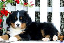 bernese mountain dog puppy posted by btulabut811