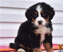 bernese mountain dog puppy posted by btulabut811