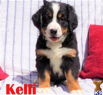 bernese mountain dog puppy posted by btulabut811
