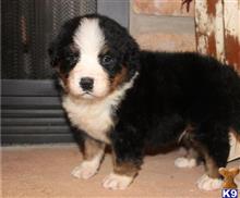 bernese mountain dog puppy posted by btulabut811