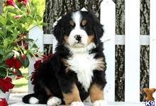 bernese mountain dog puppy posted by btulabut811
