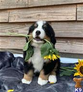 bernese mountain dog puppy posted by btulabut811