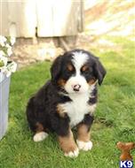 bernese mountain dog puppy posted by btulabut811
