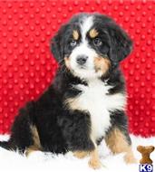 bernese mountain dog puppy posted by btulabut811