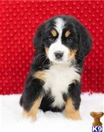 bernese mountain dog puppy posted by btulabut811