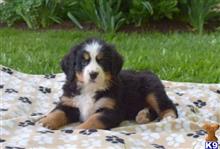 bernese mountain dog puppy posted by btulabut811