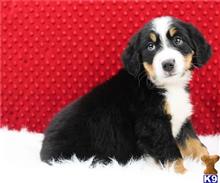 bernese mountain dog puppy posted by btulabut811