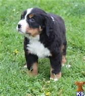bernese mountain dog puppy posted by btulabut811