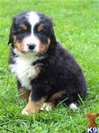bernese mountain dog puppy posted by btulabut811