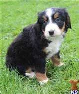 bernese mountain dog puppy posted by btulabut811