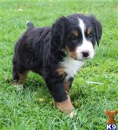 bernese mountain dog puppy posted by btulabut811