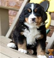 bernese mountain dog puppy posted by btulabut811