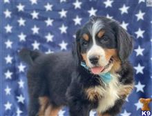 bernese mountain dog puppy posted by btulabut811