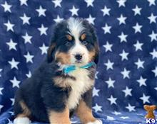 bernese mountain dog puppy posted by btulabut811