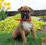 boxer puppy posted by btulabut811