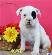 boxer puppy posted by btulabut811
